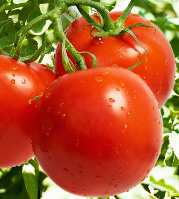 pomodori certificati biologici licofarma